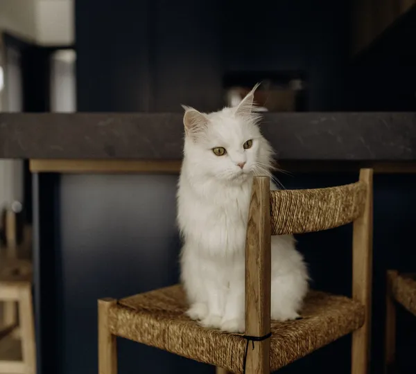 Lękliwy kot - jak pomóc?