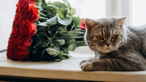 Kwiaty bezpieczne dla kotów